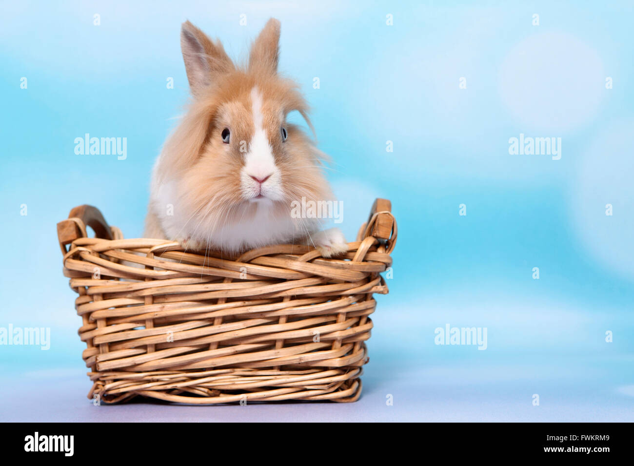 Lapin nain, lapin de Lionhead. Des profils dans un panier en osier. Studio photo sur un fond bleu. Allemagne Banque D'Images