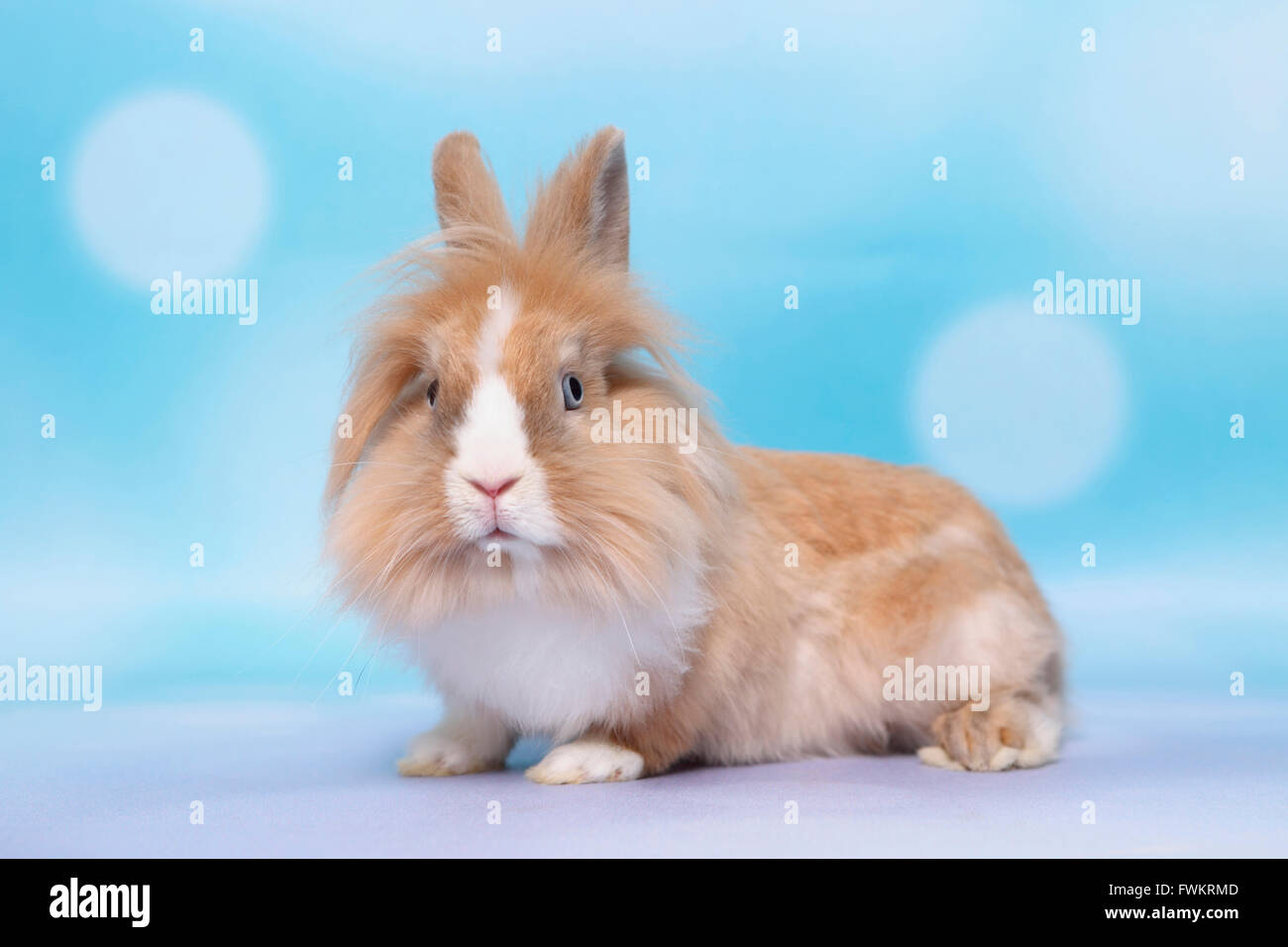 Lapin nain, lapin de Lionhead. Vu sur-côté adultes. Studio photo sur un fond bleu. Allemagne Banque D'Images