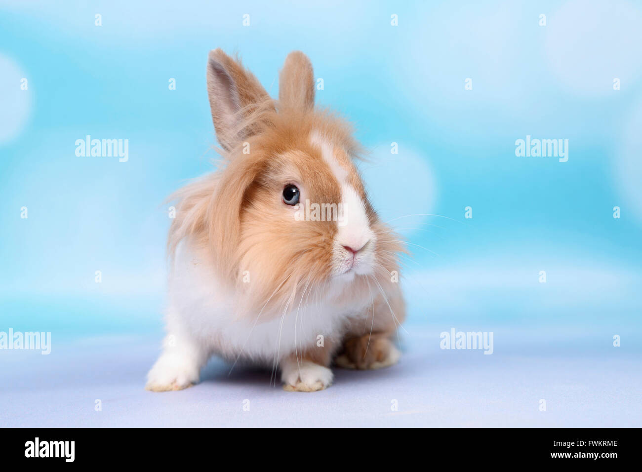 Lapin nain, lapin de Lionhead. Des profils vu de face. Studio photo sur un fond bleu. Allemagne Banque D'Images