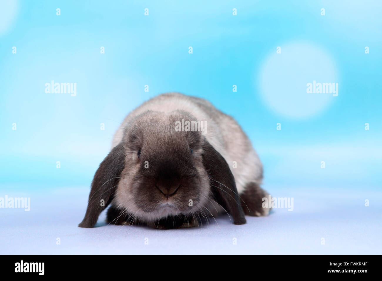 Lapin nain, Mini-Lop. Des profils vu de face. Studio photo sur un fond bleu. Allemagne Banque D'Images