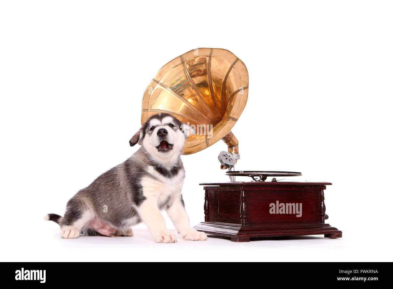Malamute d'Alaska. Puppy (6 semaines) hurle à côté d'un phonographe à cylindre. Studio photo sur un fond blanc. Allemagne Banque D'Images