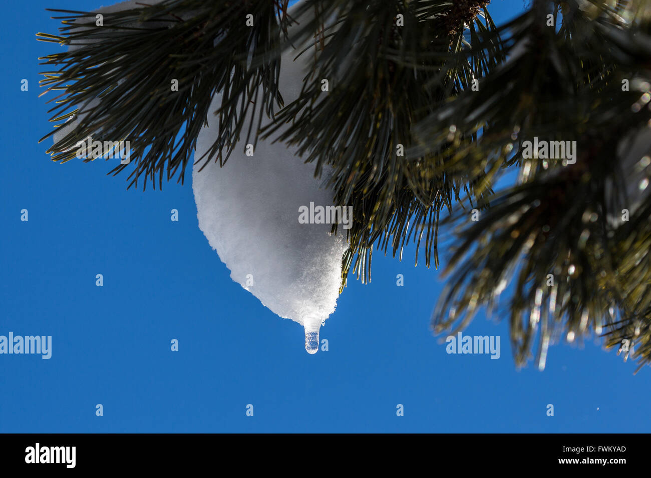 Low Angle View of Snow sur Branch Against Blue Sky Banque D'Images