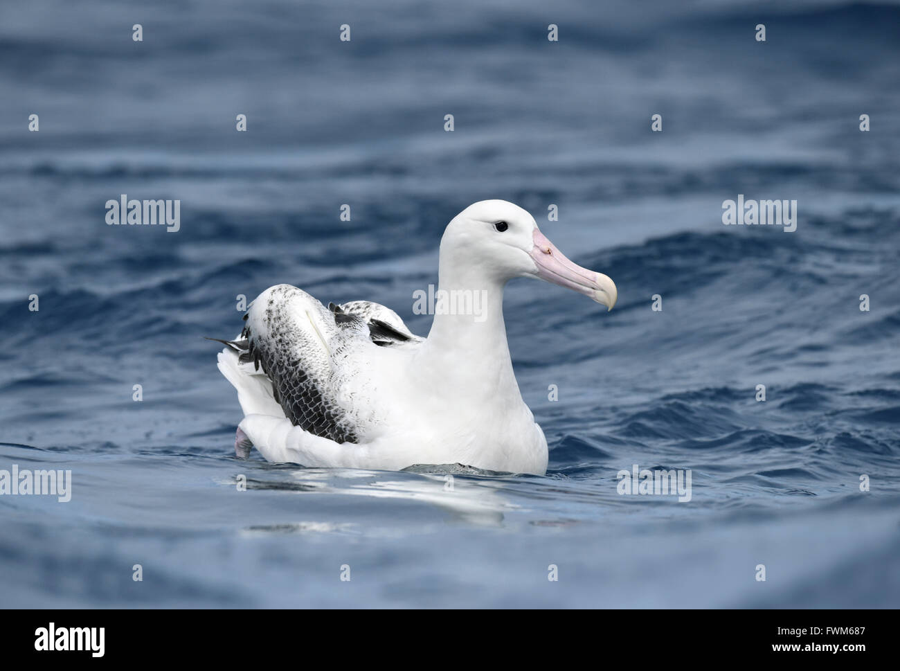 Le sud de l'Albatros - Diomedea epomophora Royal Banque D'Images