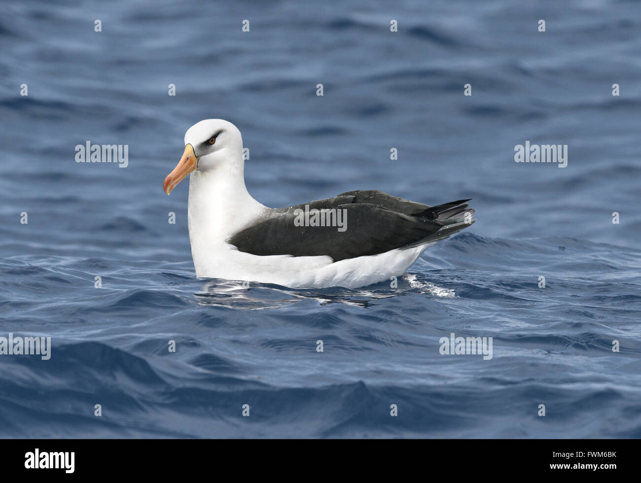 L'île Campbell - Thalassarche impavida Albatros Banque D'Images