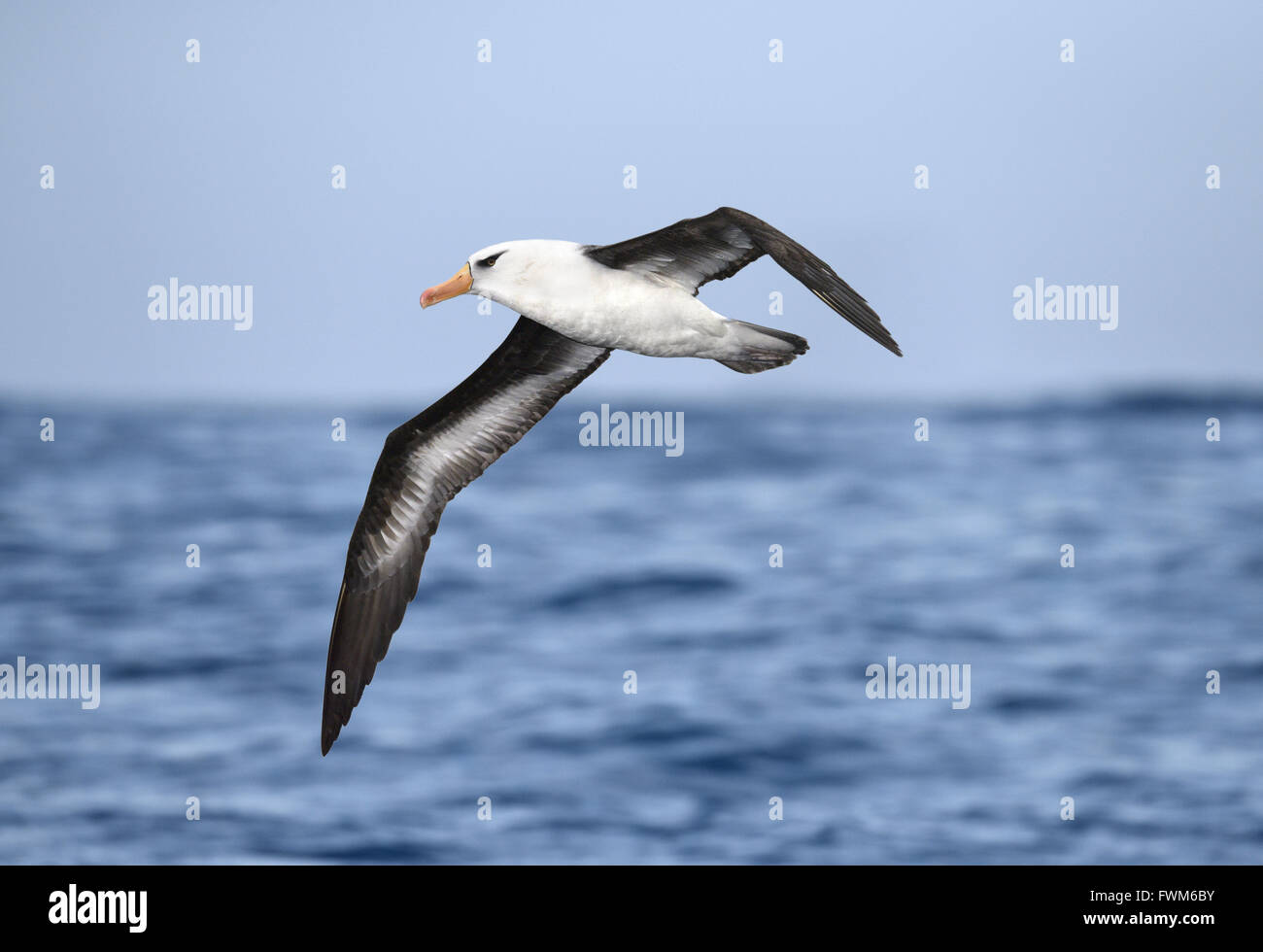 L'île Campbell - Thalassarche impavida Albatros Banque D'Images