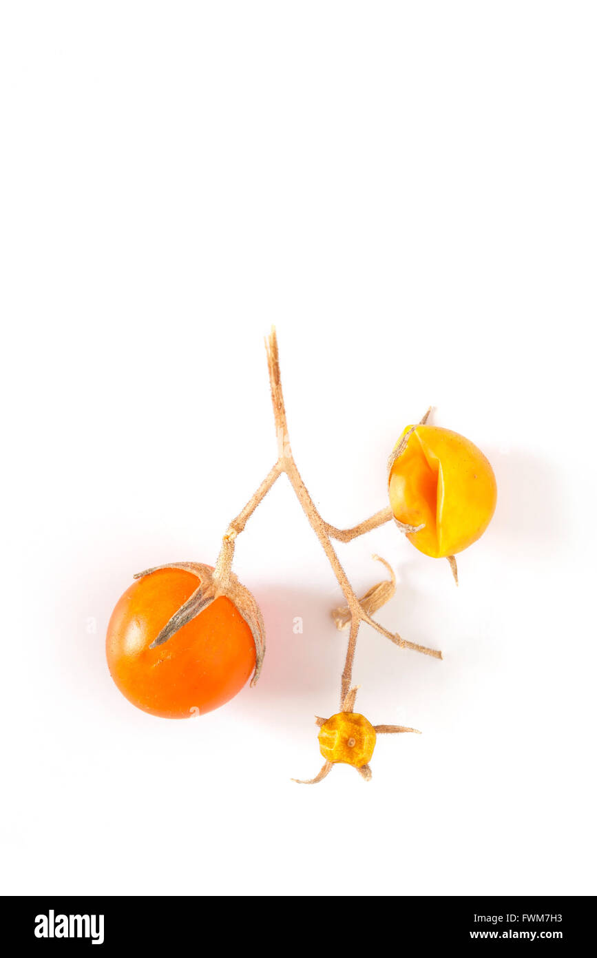 Peu de tomates orange ayant survécu à l'hiver, isolé sur fond blanc Banque D'Images