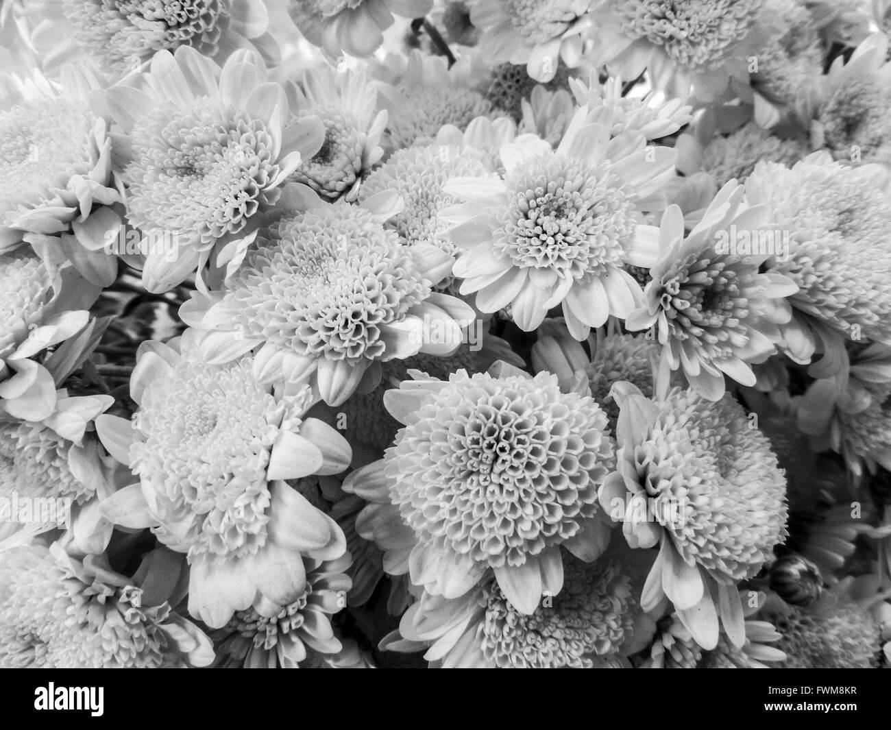 Floraison jaune chrysanthème full frame Banque D'Images