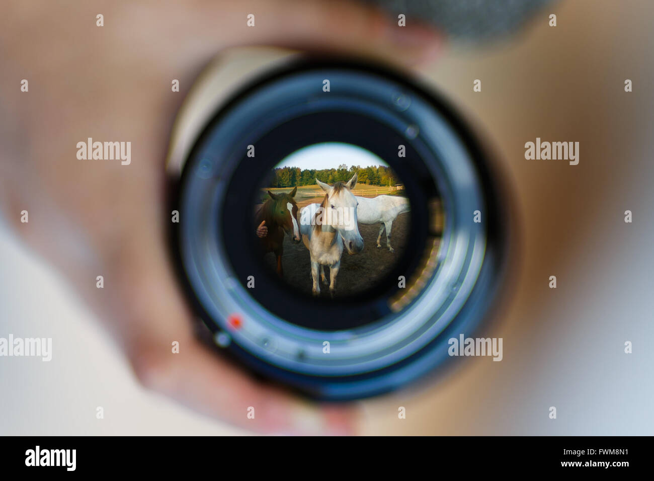 Les chevaux à travers l'objectif dans une étable Banque D'Images