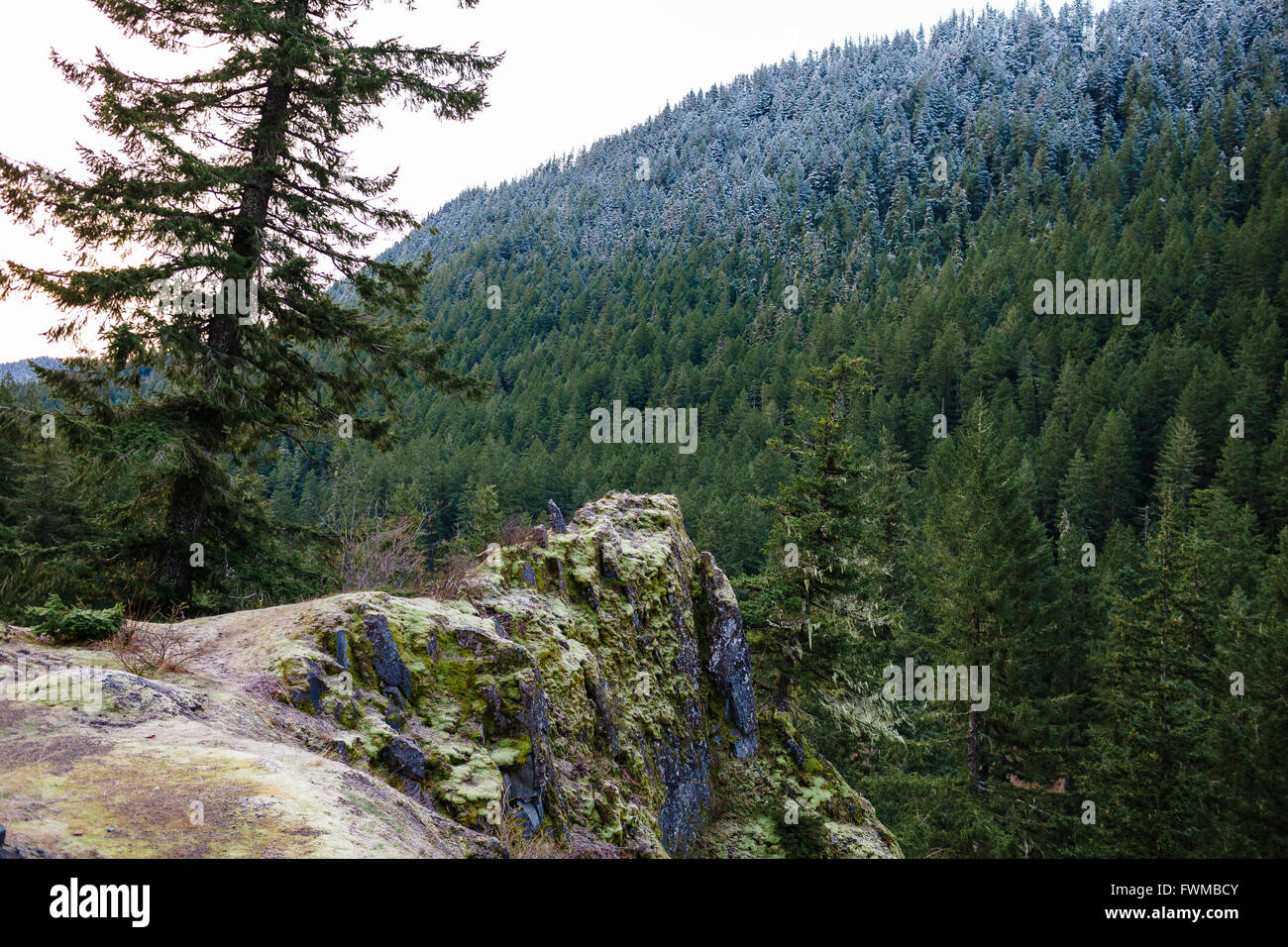 Grand affleurement rocheux surplombant une chute de 200 pieds au milieu de la forêt nationale de Willamette en Oregon. Banque D'Images