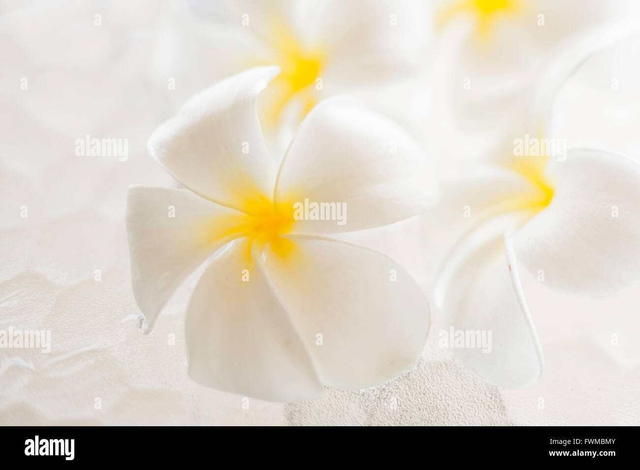 Plumeria blossoms sur table en verre qui a une grande tendance look martelé Banque D'Images