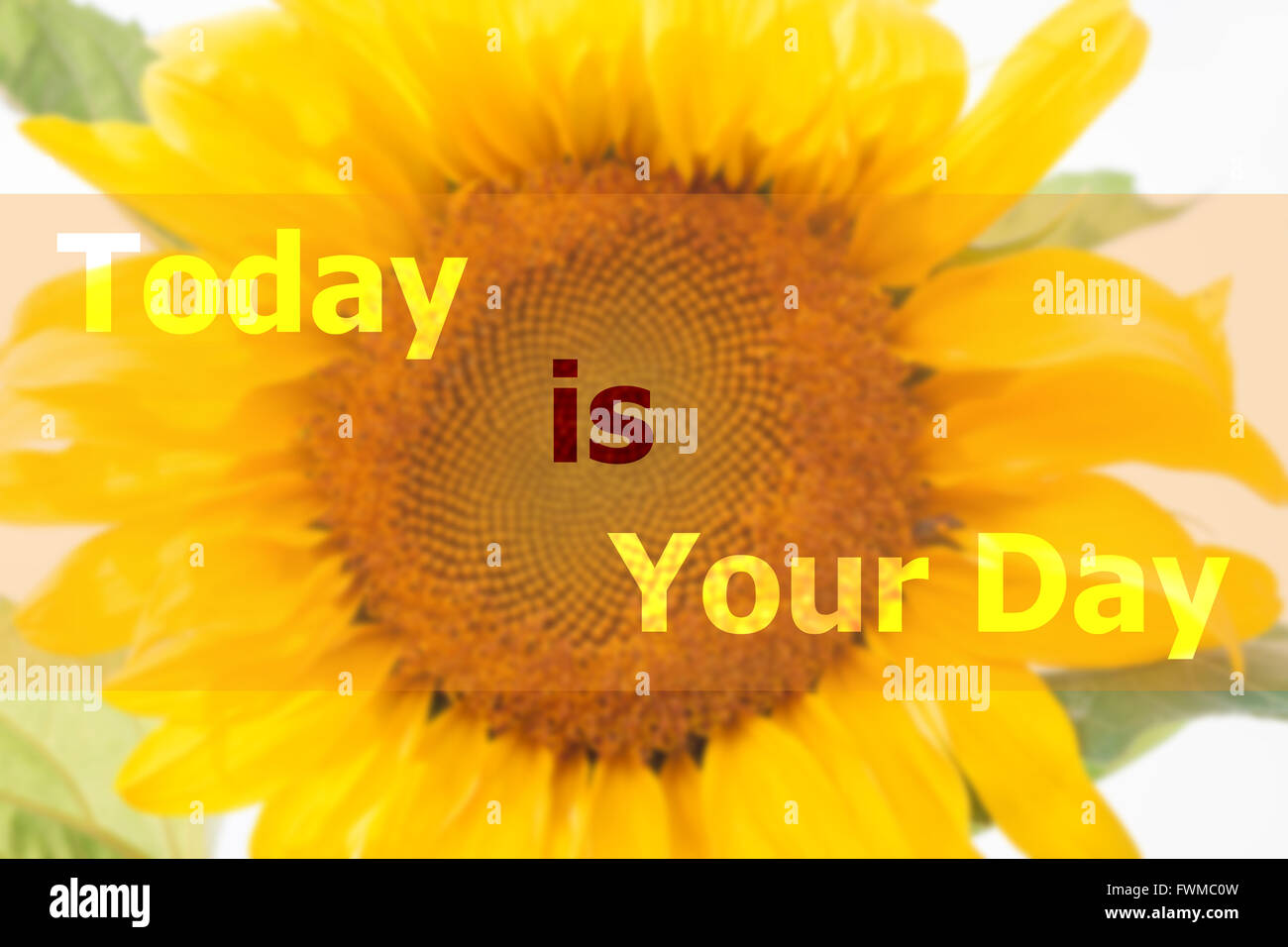 C Est Votre Fete Citation Inspirante Sur Fond De Tournesol Photo Stock Alamy