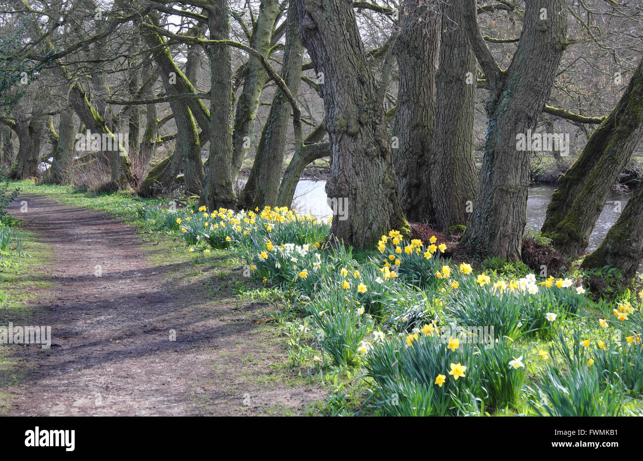 Les jonquilles un chemin de ligne sur les rives de la rivière Derwent à Froggatt dans le parc national de Peak District Derbyshire, Angleterre, Royaume-Uni Banque D'Images