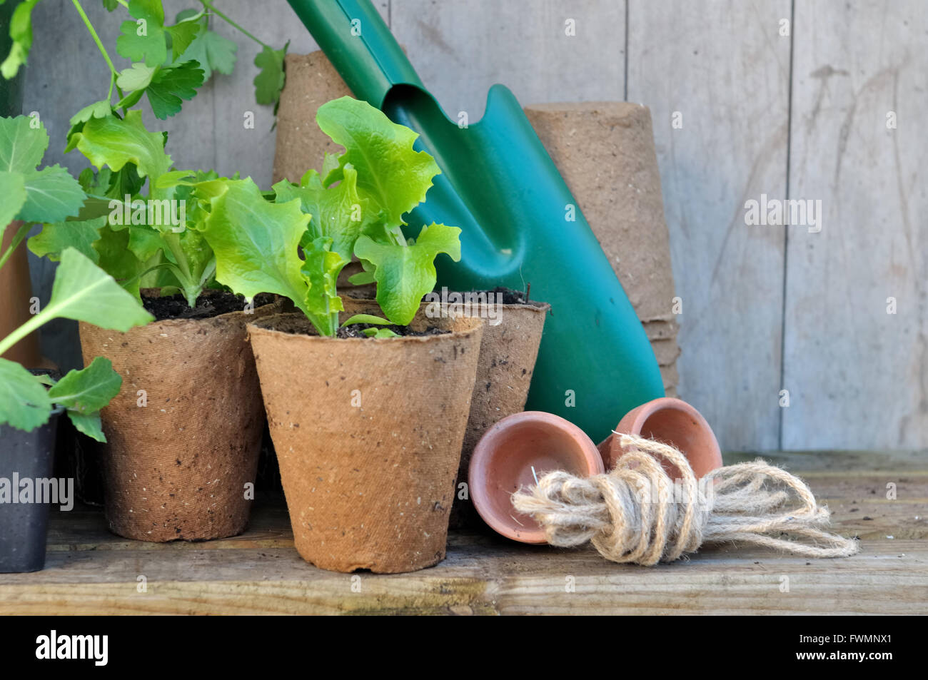 La plantation en pots de tourbe sur plan de jardin en bois Banque D'Images