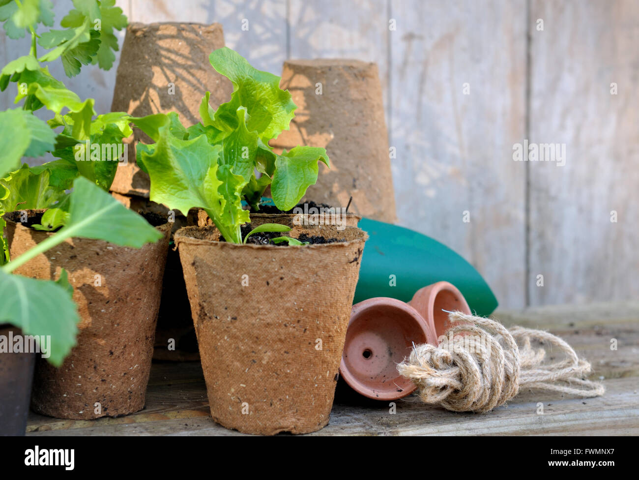 La plantation en pots de tourbe sur plan de jardin en bois Banque D'Images