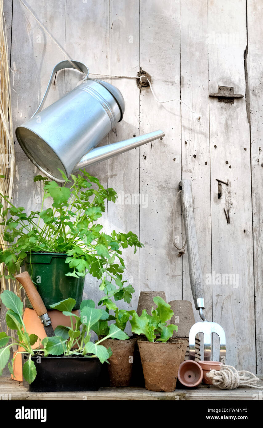La plantation en pots de tourbe sur un plan de jardin rustique en bois Banque D'Images