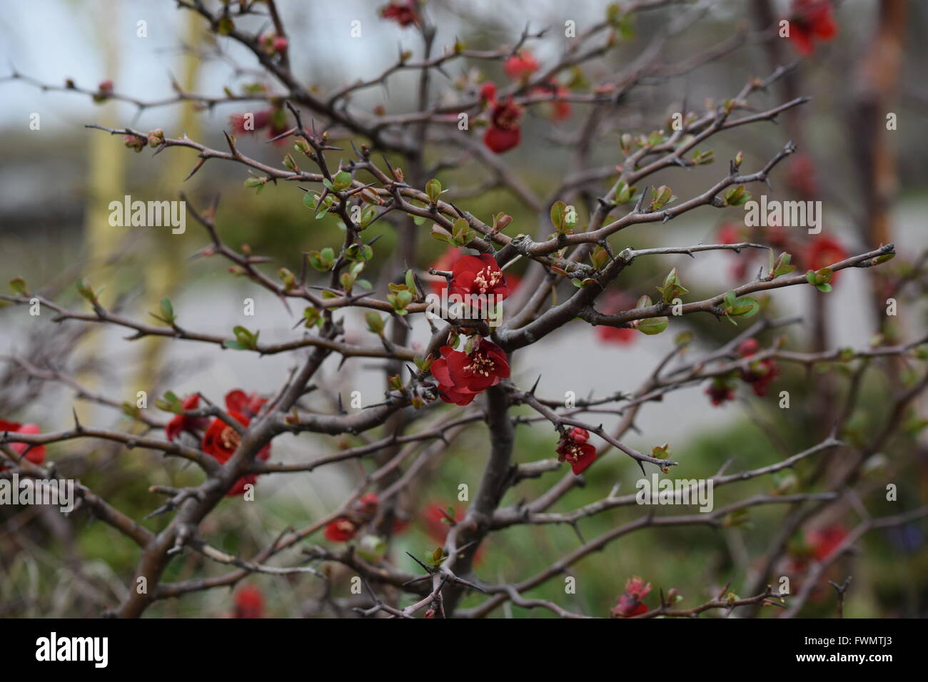 Buisson rouge Banque D'Images