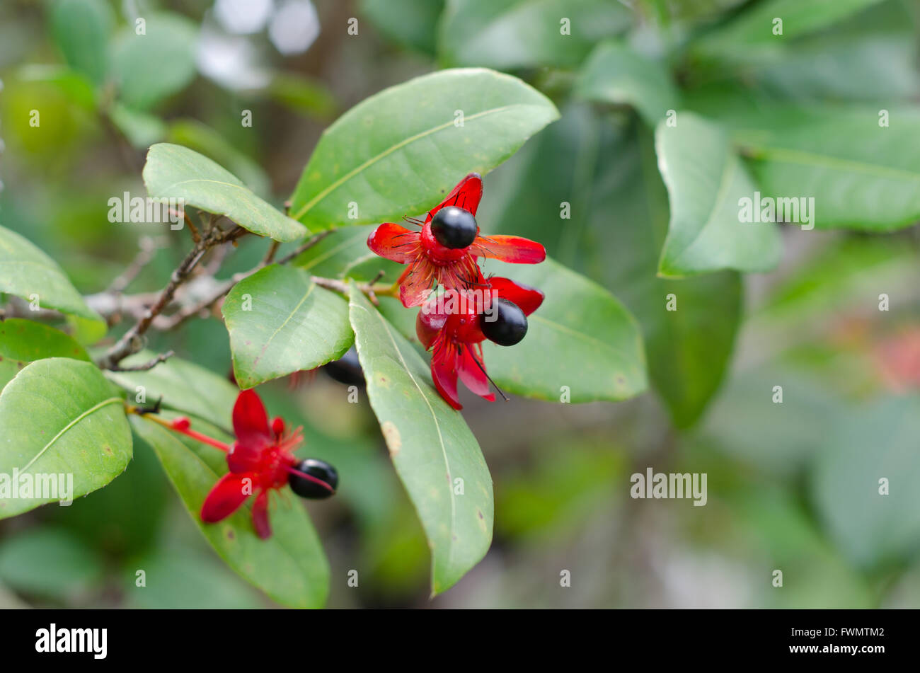 Micky mouse plant Banque D'Images