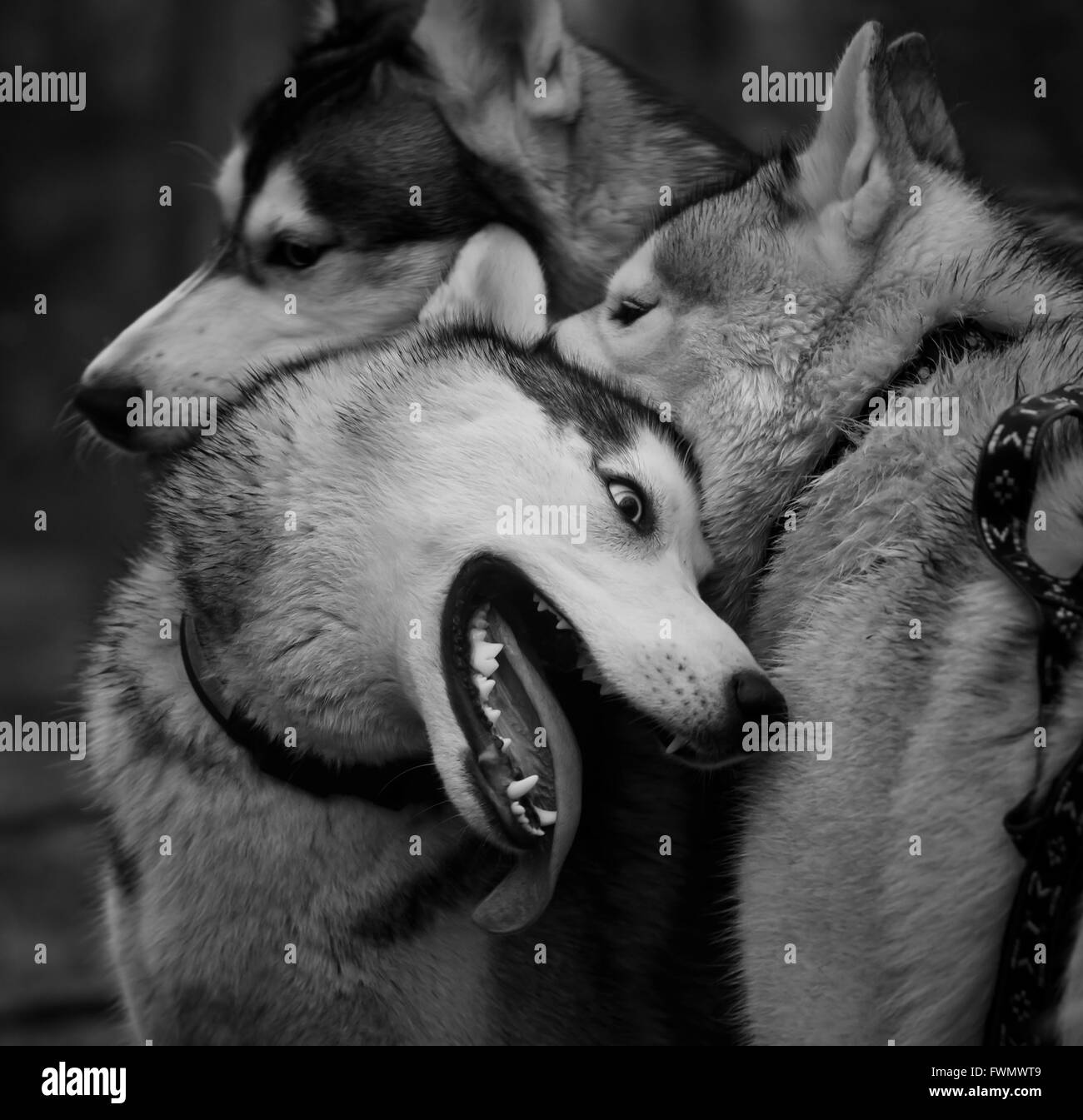 Photo d'un Siberian Huskies noir et blanc Banque D'Images