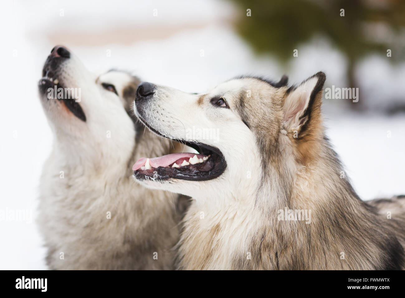 Deux chiens de race malamute sur la neige Banque D'Images
