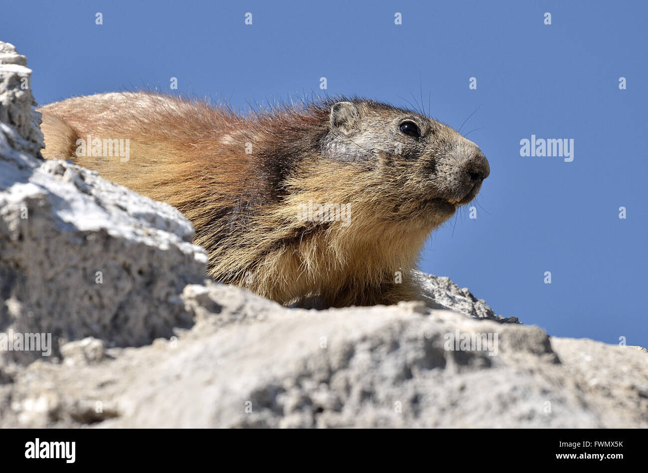 Libre marmotte alpine (Marmota marmota) sur rock sur fond de ciel bleu, dans les Alpes françaises, Savoie à La Plagne Banque D'Images