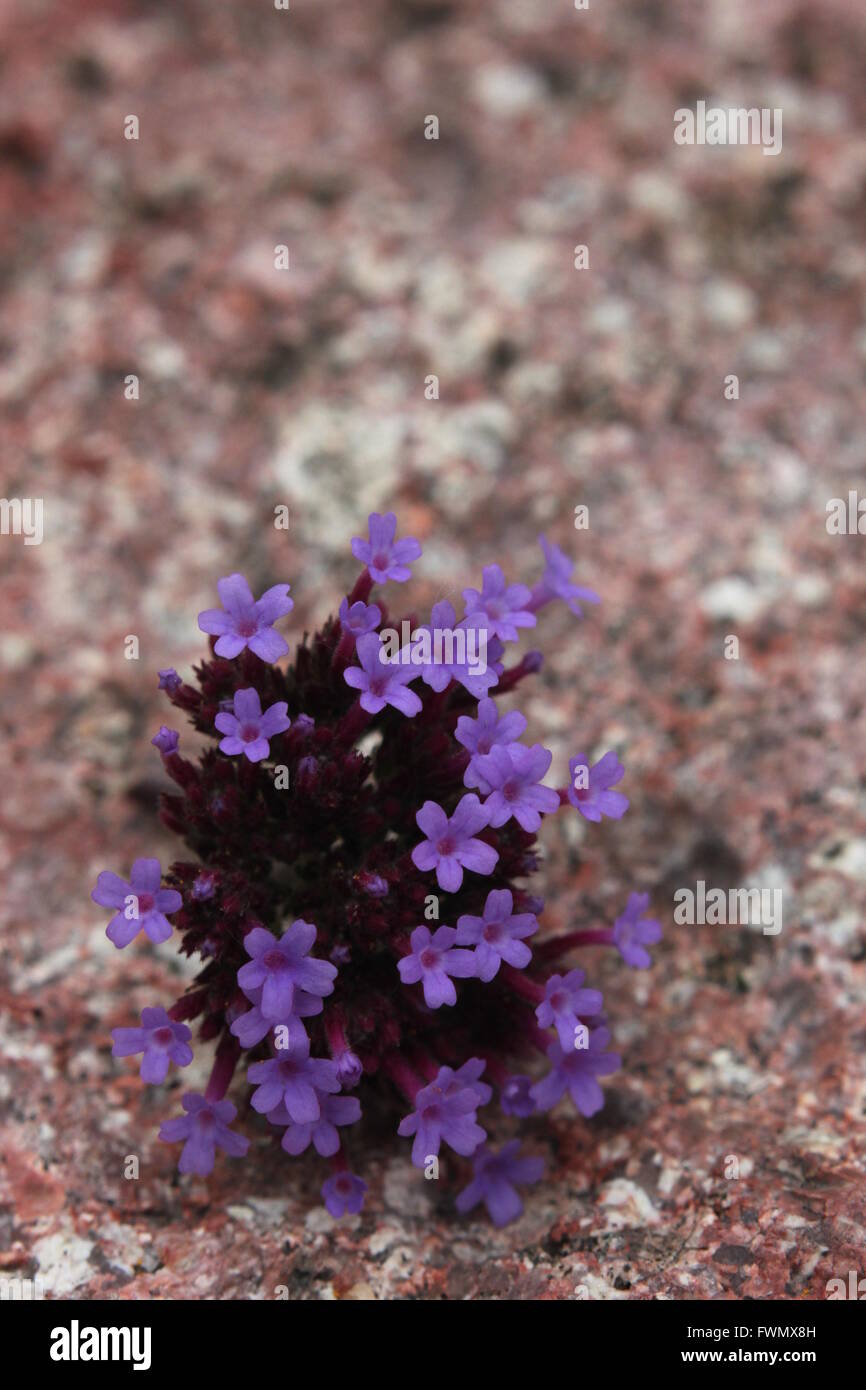 Purpletop verveine (Verbena bonariensis) fleurs. Banque D'Images