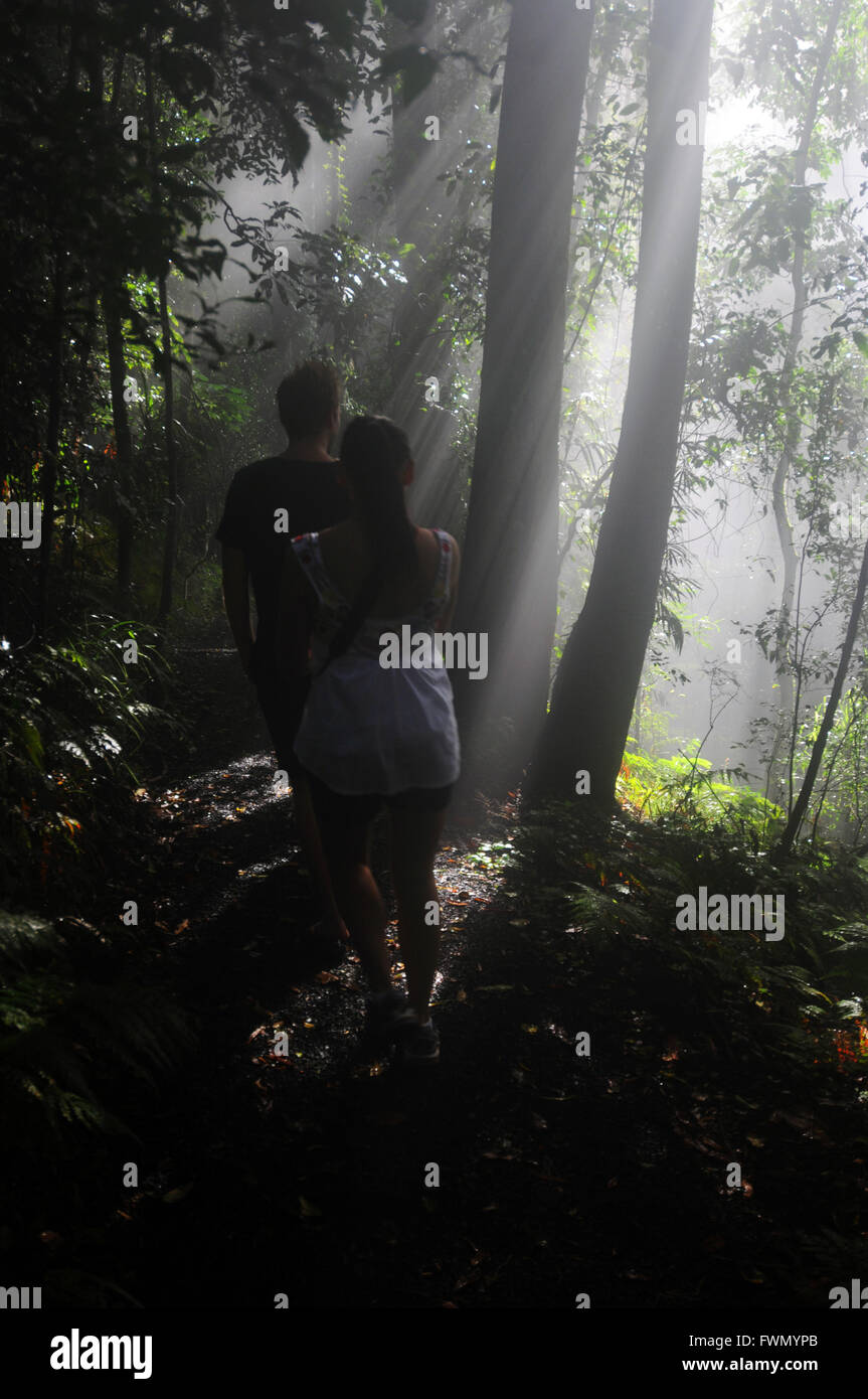 Couple en train de marcher le long de Misty rainforest track, Parc National de Dorrigo, NSW, Australie. Pas de monsieur Banque D'Images