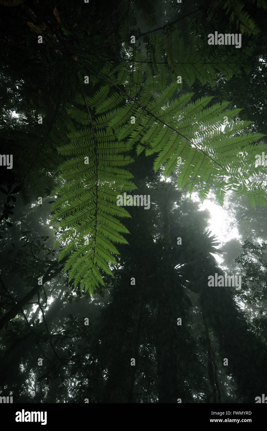 Jusqu'à l'intermédiaire de frondes treefern à rainy misty rainforest, Parc National de Dorrigo, NSW, Australie Banque D'Images