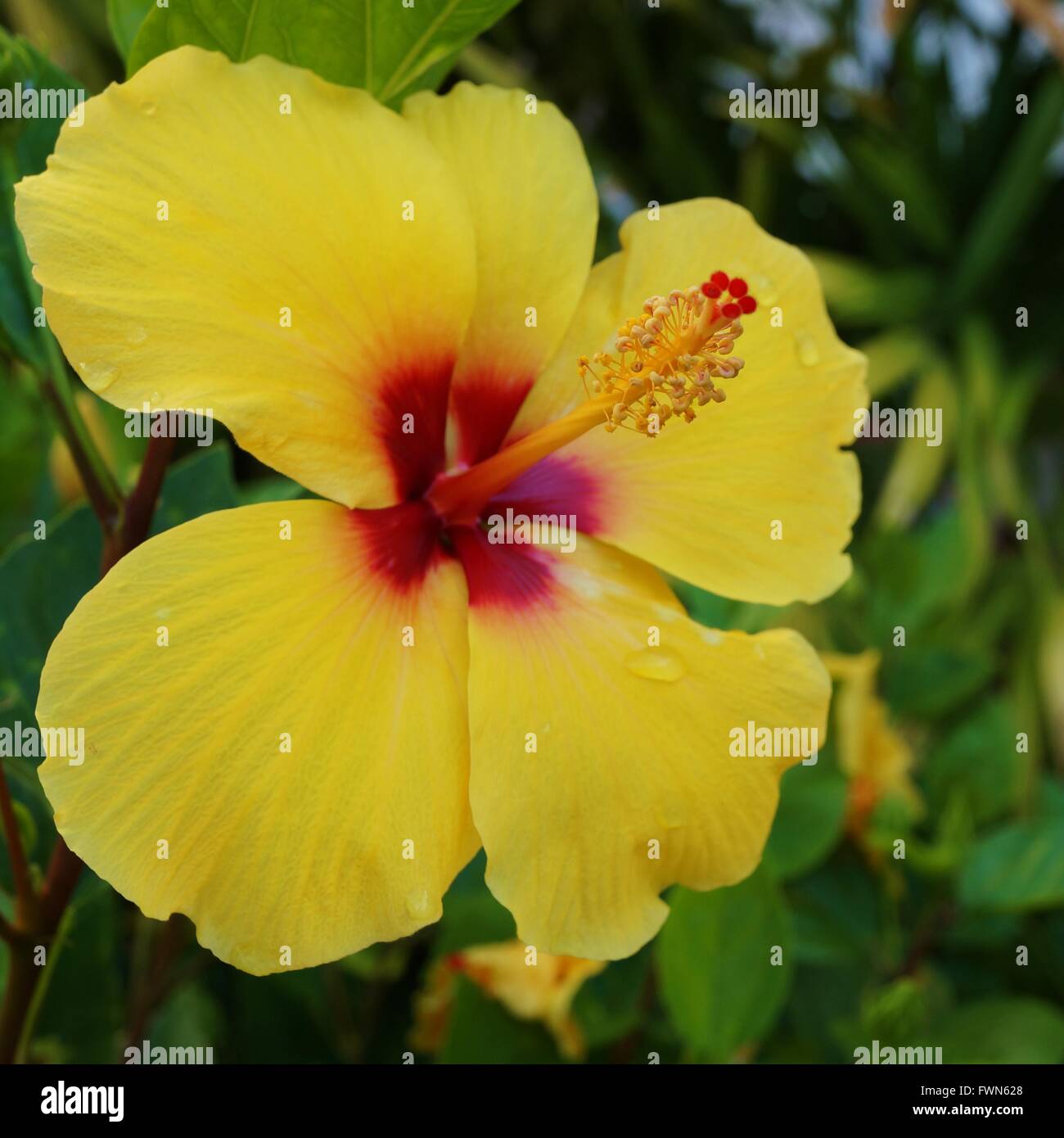 Fleur d'hibiscus jaune avec de longues étamines jaune et rouge Banque D'Images