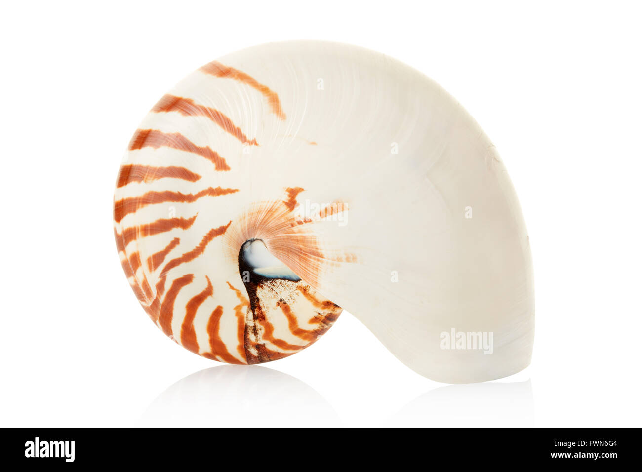 Nautilus shell sur blanc, chemin de détourage Banque D'Images