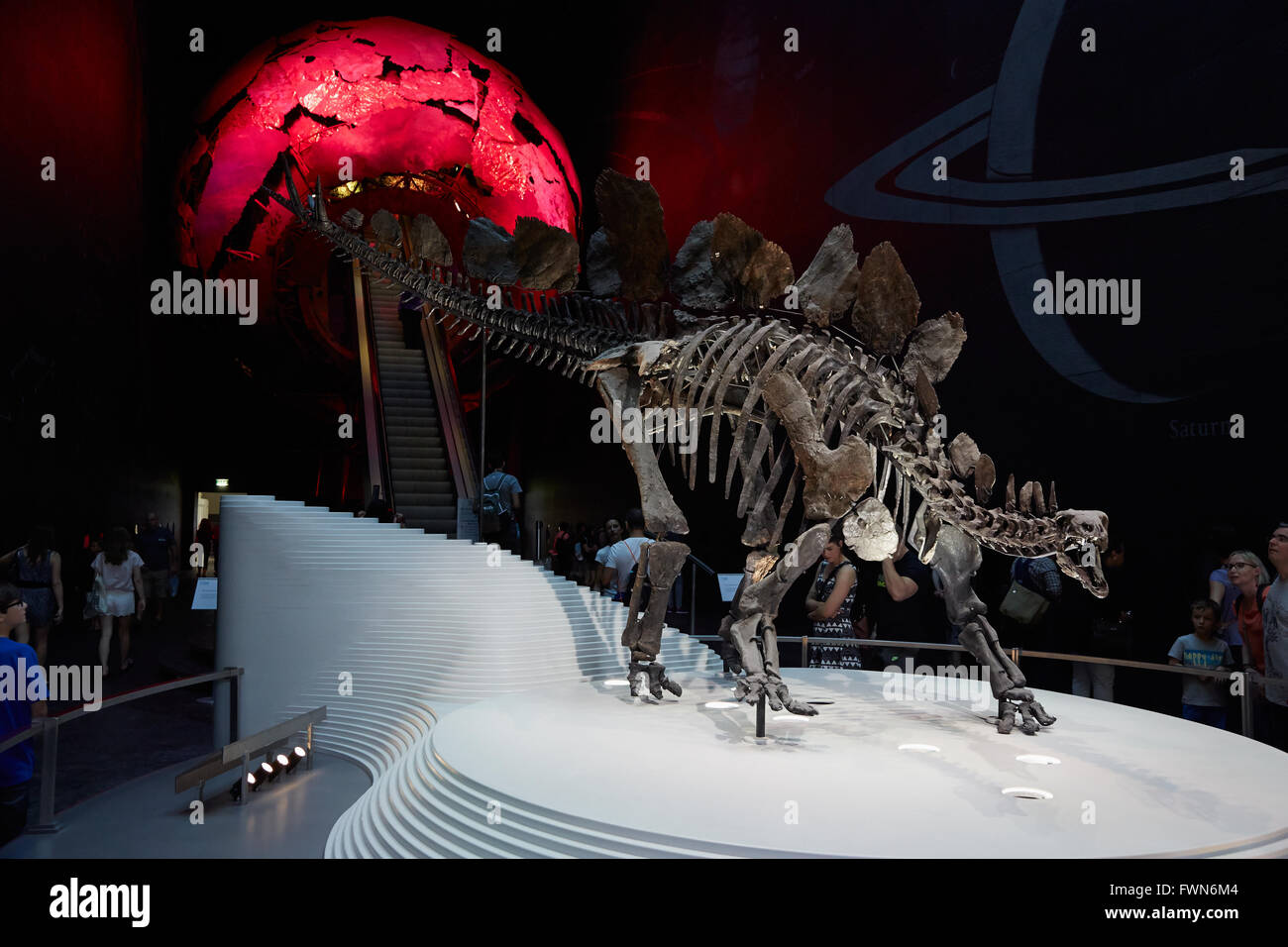 Le Stegosaurus, squelette de dinosaure au Natural History Museum de Londres Banque D'Images