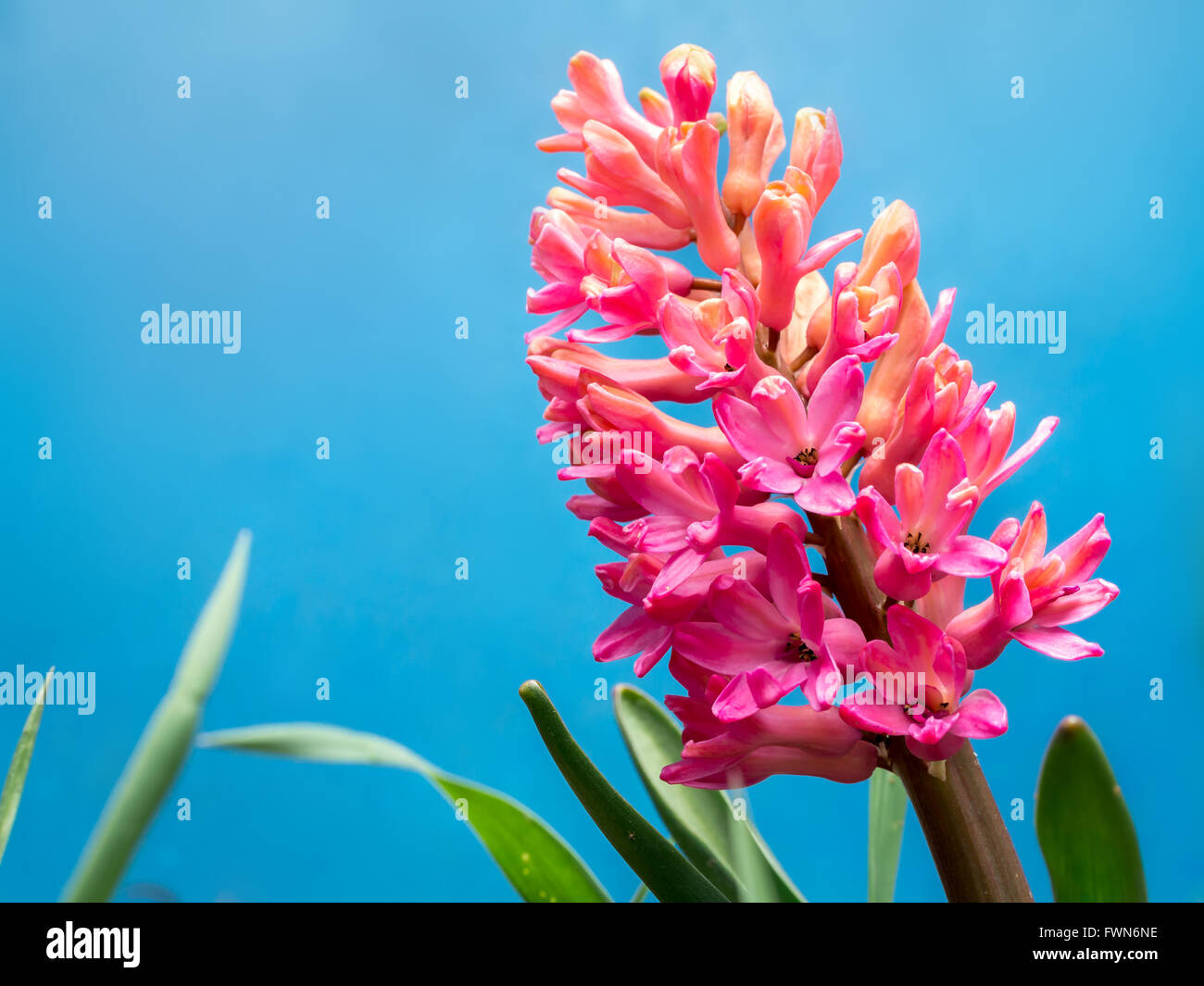 Jacinthe lilas en fleurs Plus de ciel bleu Banque D'Images