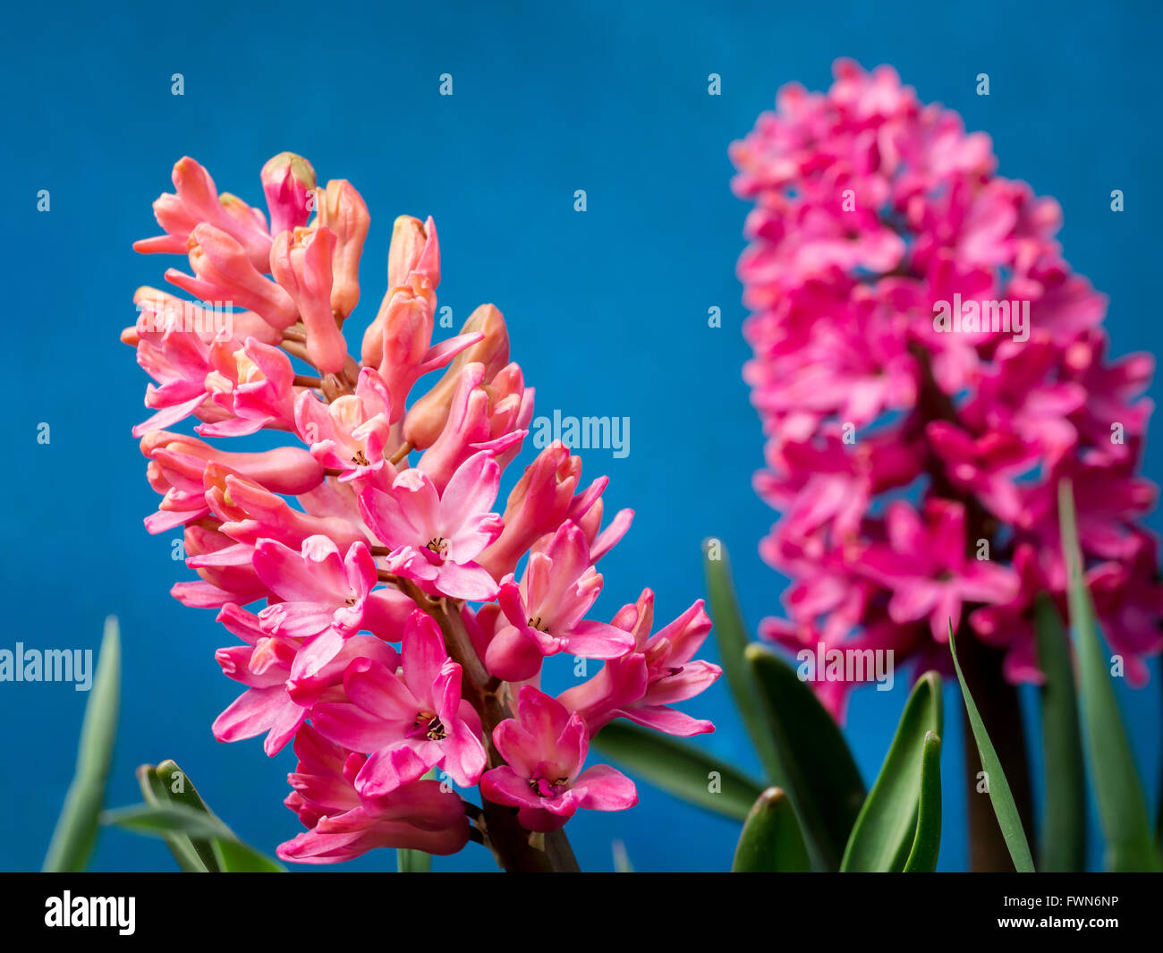 Jacinthe lilas en fleurs Plus de ciel bleu Banque D'Images