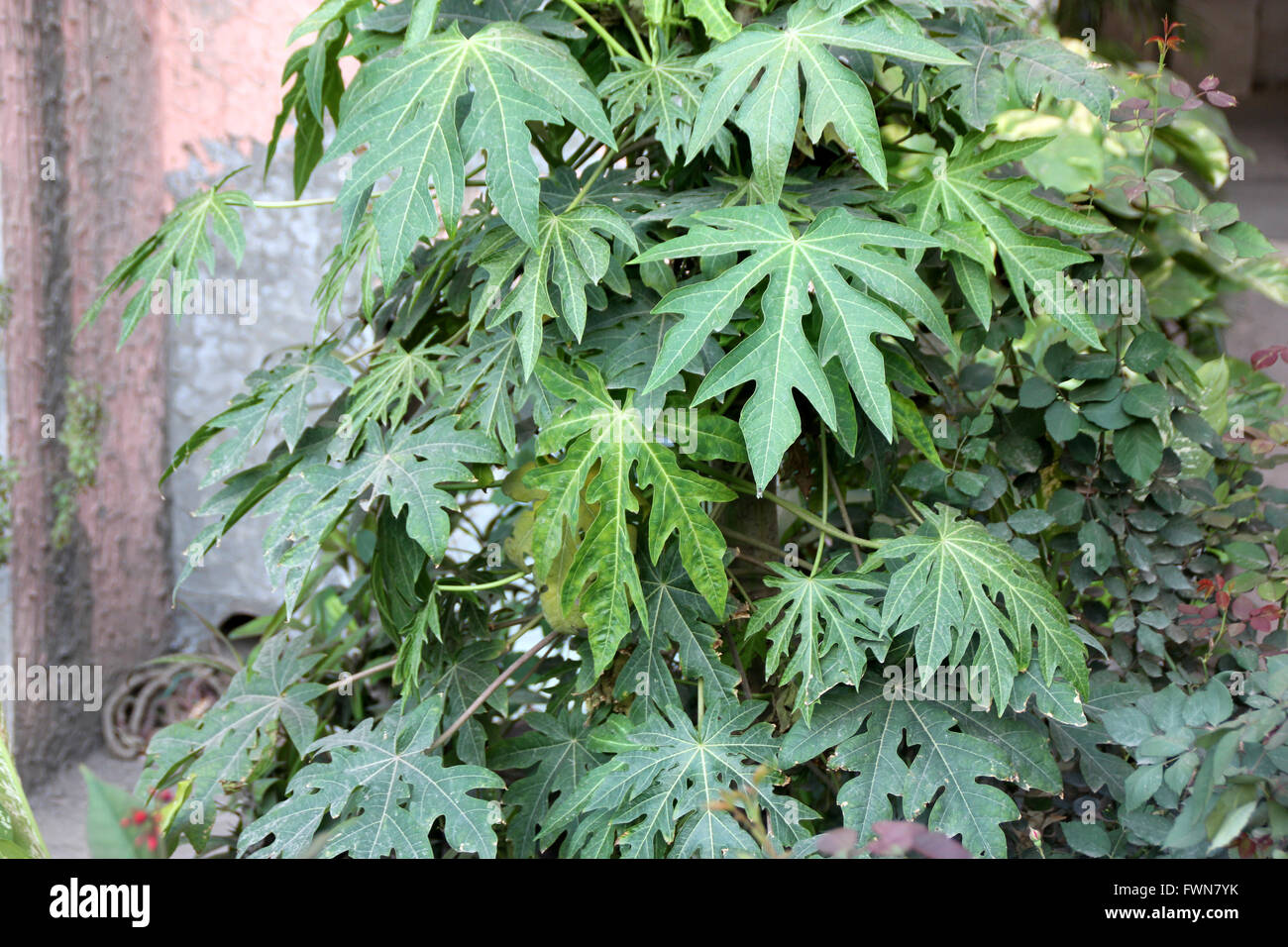 La papaye, Carica papaya, Caricaceae, boisé, doux arbre terminal couronne de grandes feuilles profondément lobées palmately, baies Banque D'Images