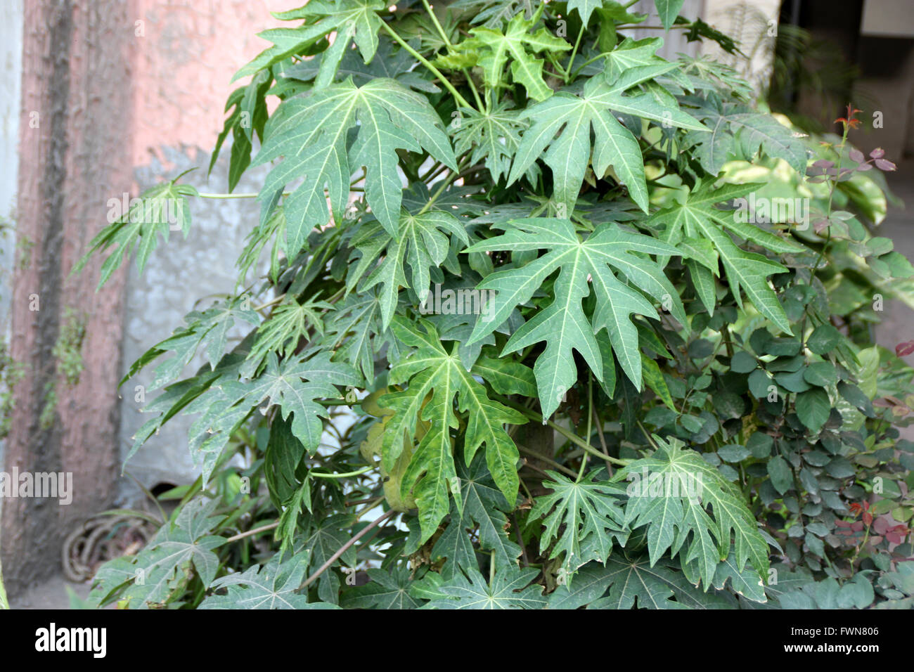 La papaye, Carica papaya, Caricaceae, boisé, doux arbre terminal couronne de grandes feuilles profondément lobées palmately, baies Banque D'Images