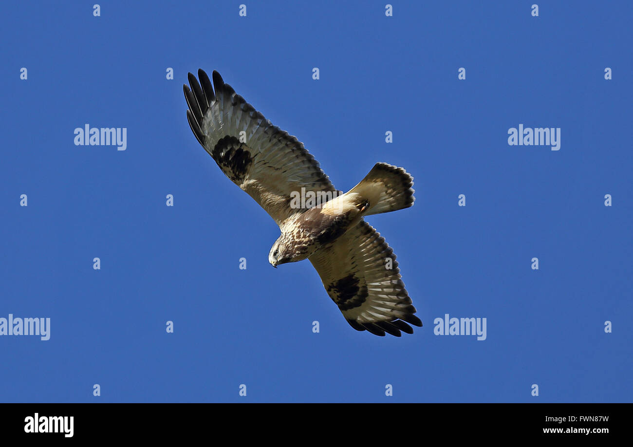 Buteo lagopus, bourdonnard à pattes rugueuses Banque D'Images