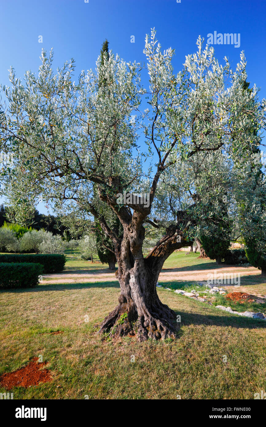 Olivier en Istrie, Croatie Banque D'Images