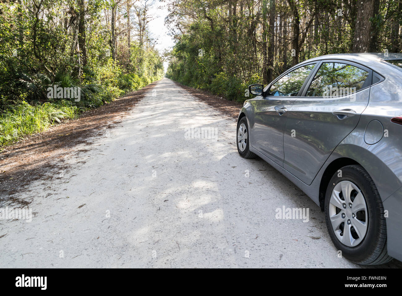 Voiture sur Loop Road, pittoresque vieille route de gravier dans la région de Big Cypress National Preserve, Everglades, Florida, USA Banque D'Images