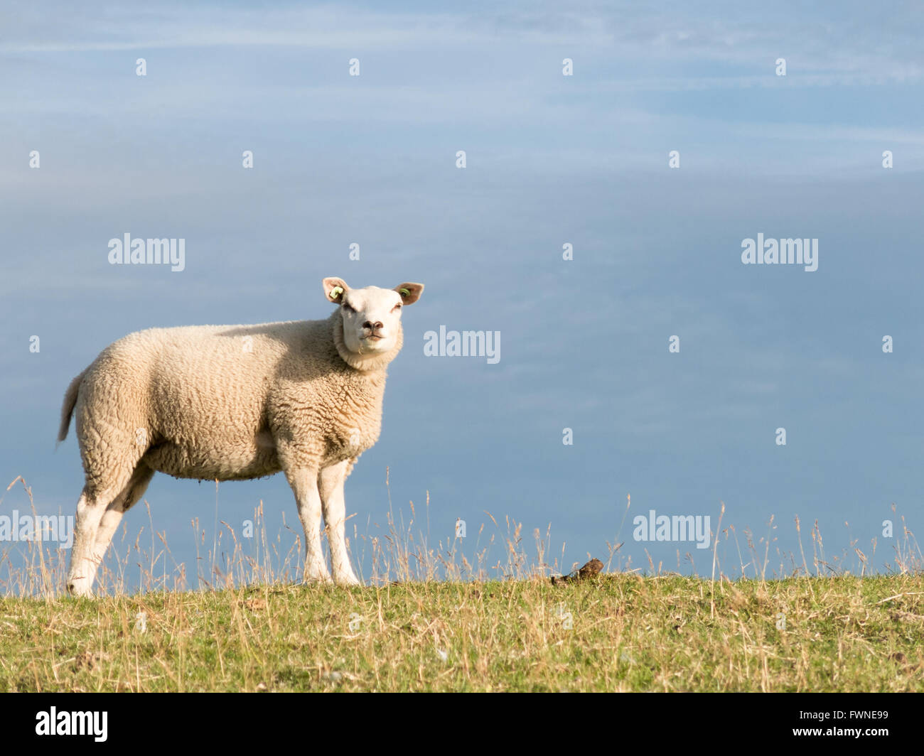 Portrait d'un mouton debout dans l'herbe d'un polder dyke, Pays-Bas Banque D'Images