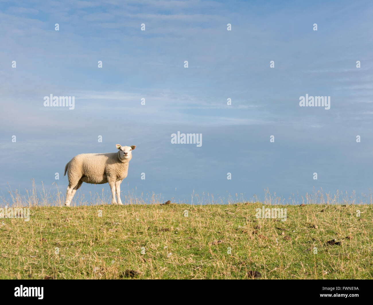 Portrait de mouton sur digue polder dans la Hollande du Nord, Pays-Bas Banque D'Images