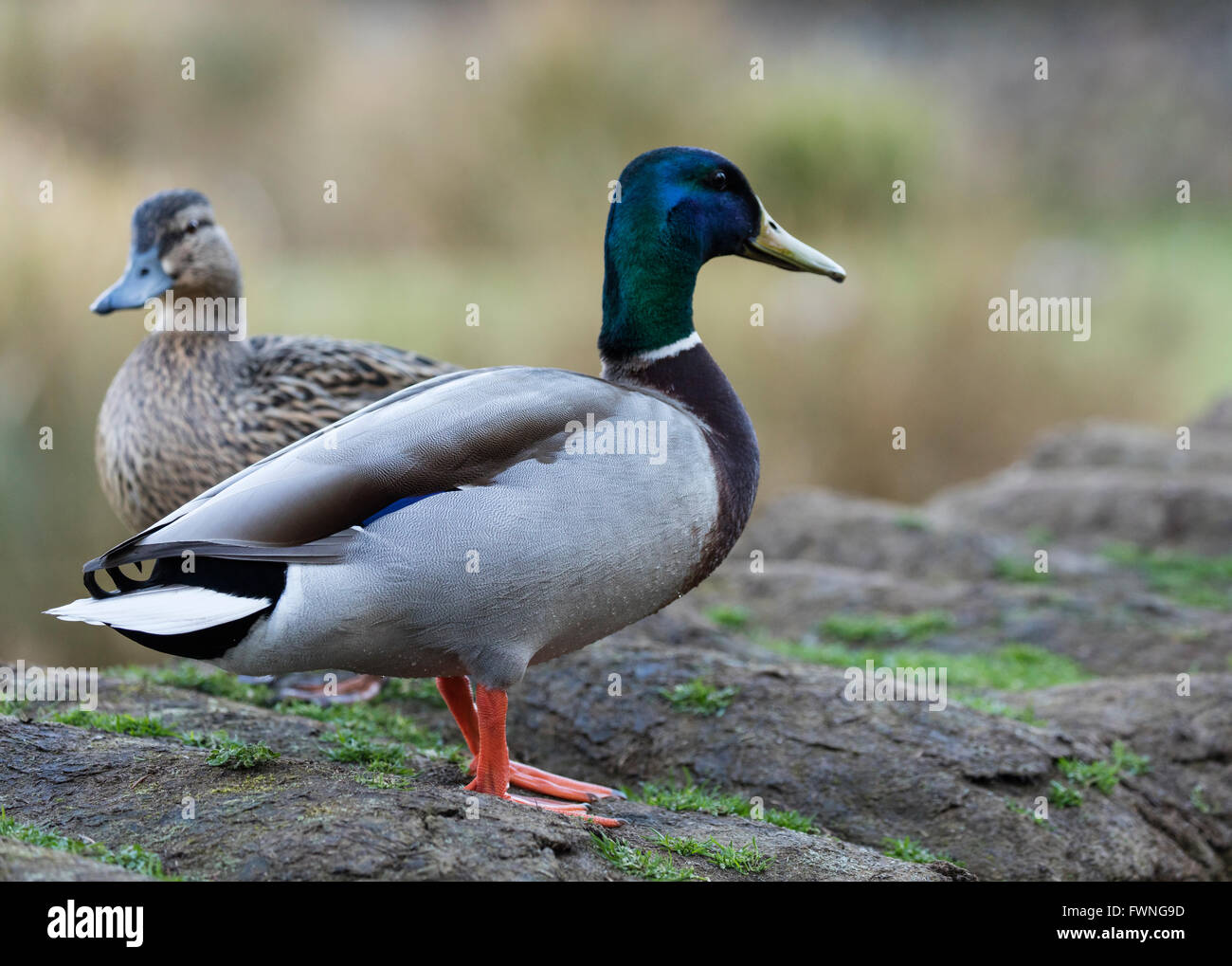 Un canard colvert mâle et femelle à la recherche dans des directions opposées l'une à l'autre en haut d'un mur avec de l'herbe sur elle. Banque D'Images