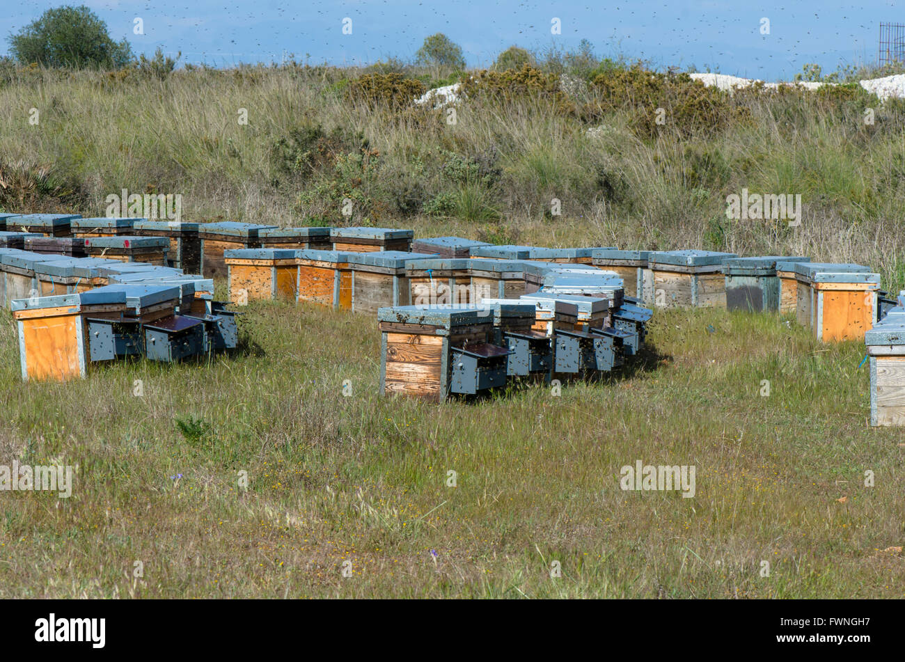 Les ruches en bois avec des nuées d'abeilles actives, campagne de l'Andalousie, espagne. Banque D'Images