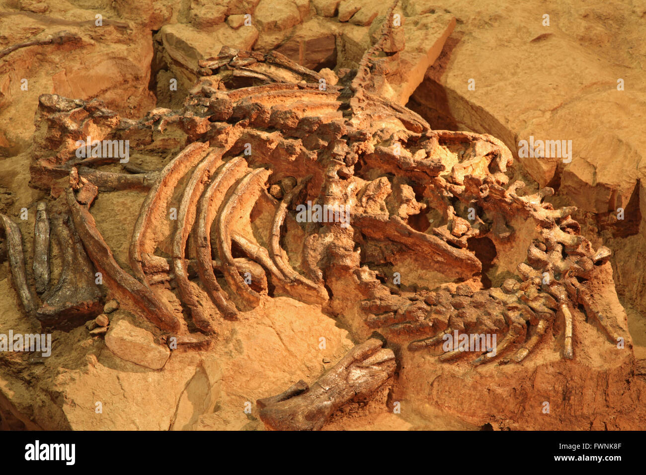 Fossile de dinosaure au site de recherches en Thaïlande Banque D'Images
