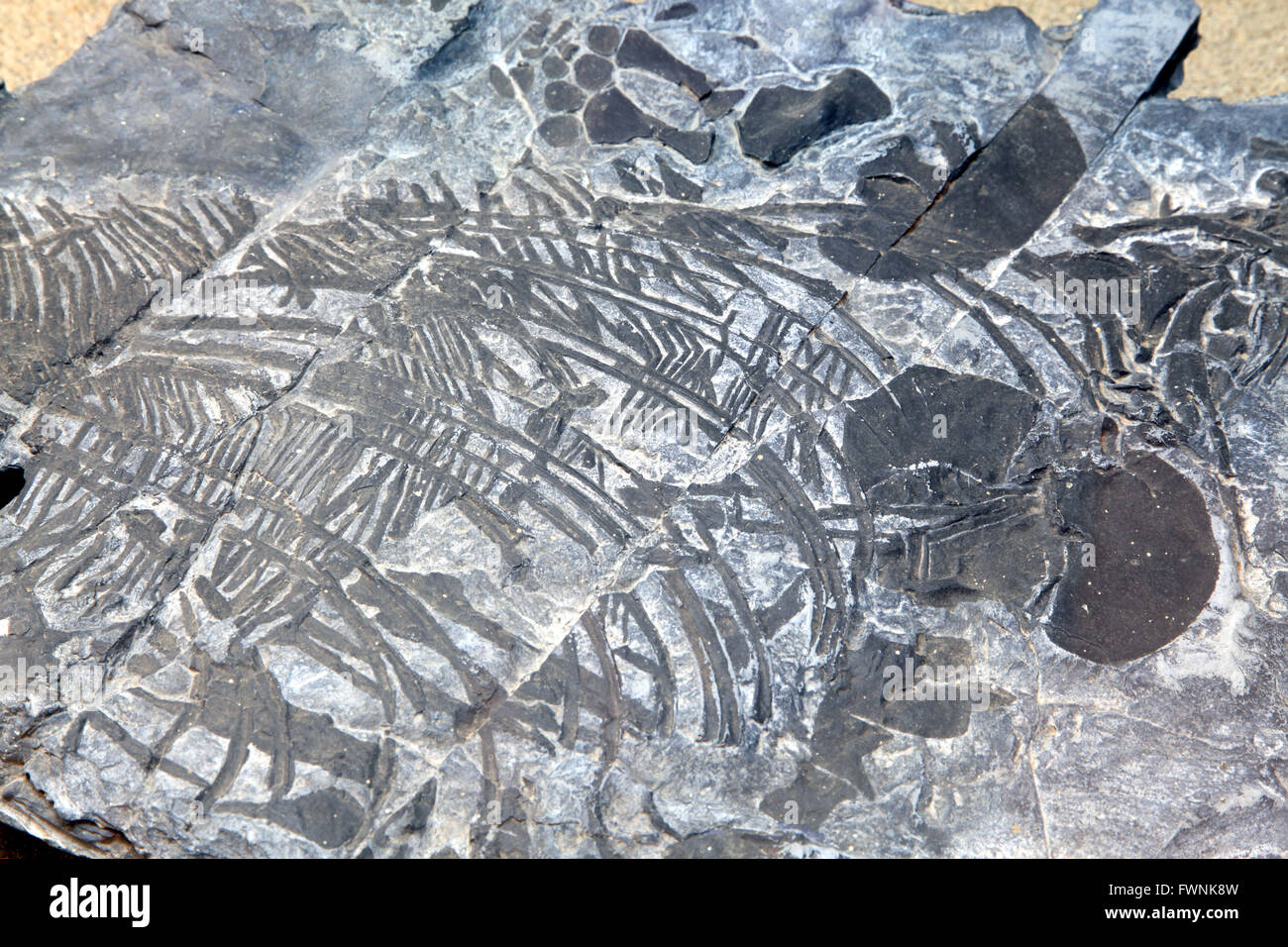 L'exploration des combustibles fossiles ichthyosaure intégré dans stone Rock Banque D'Images