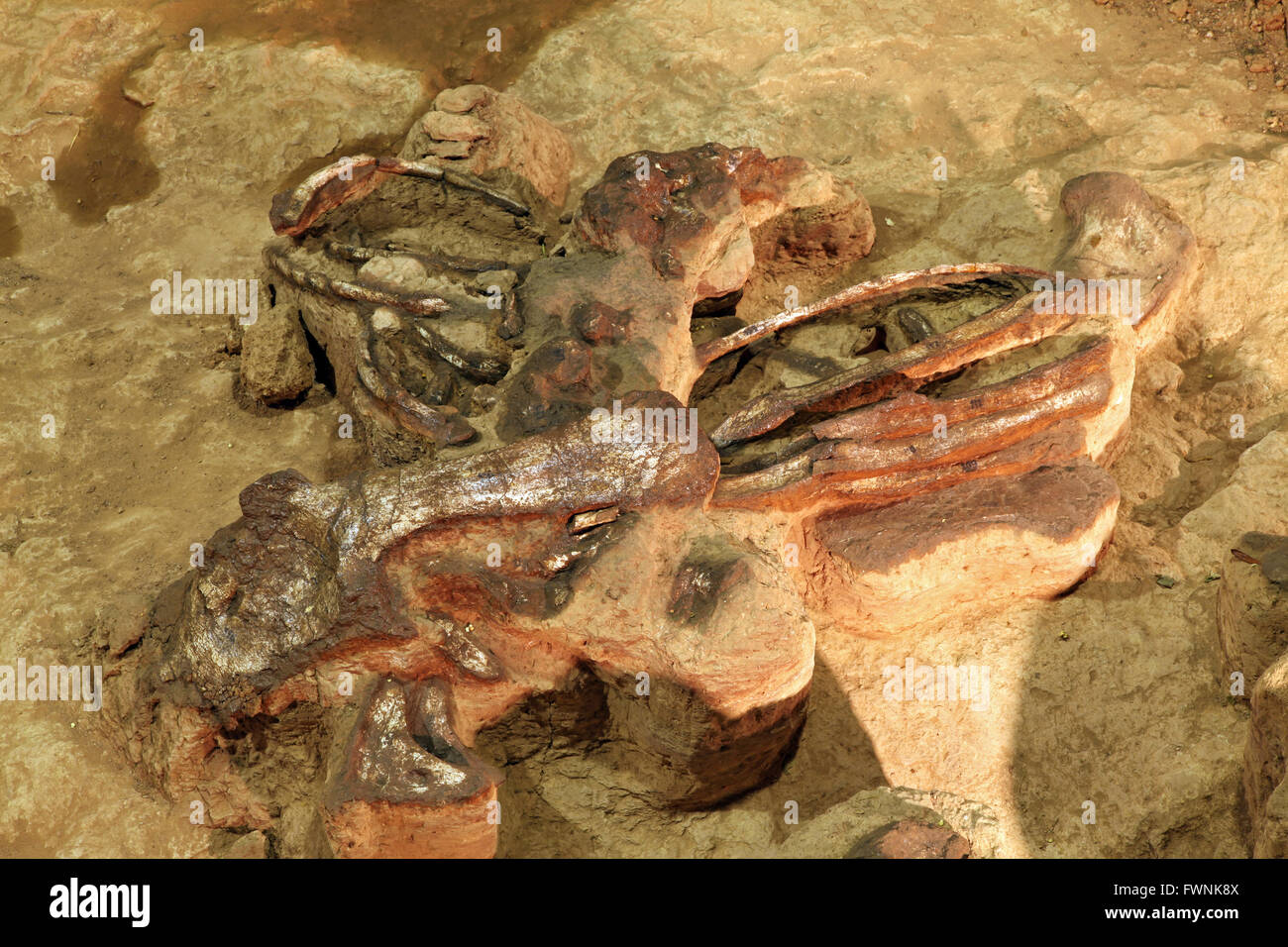 Exploration du squelette de dinosaure en Thaïlande Banque D'Images