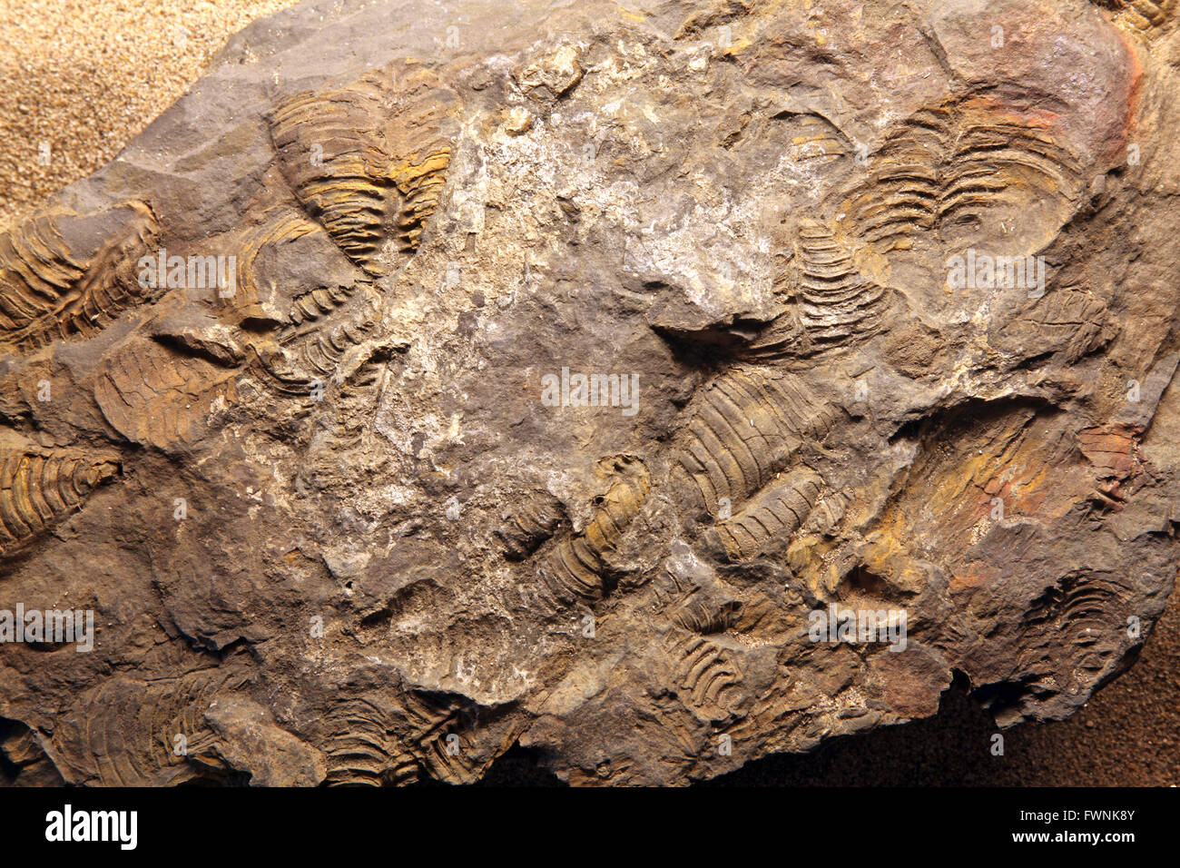 Fossile de dinosaure au site exloration en Thaïlande Banque D'Images