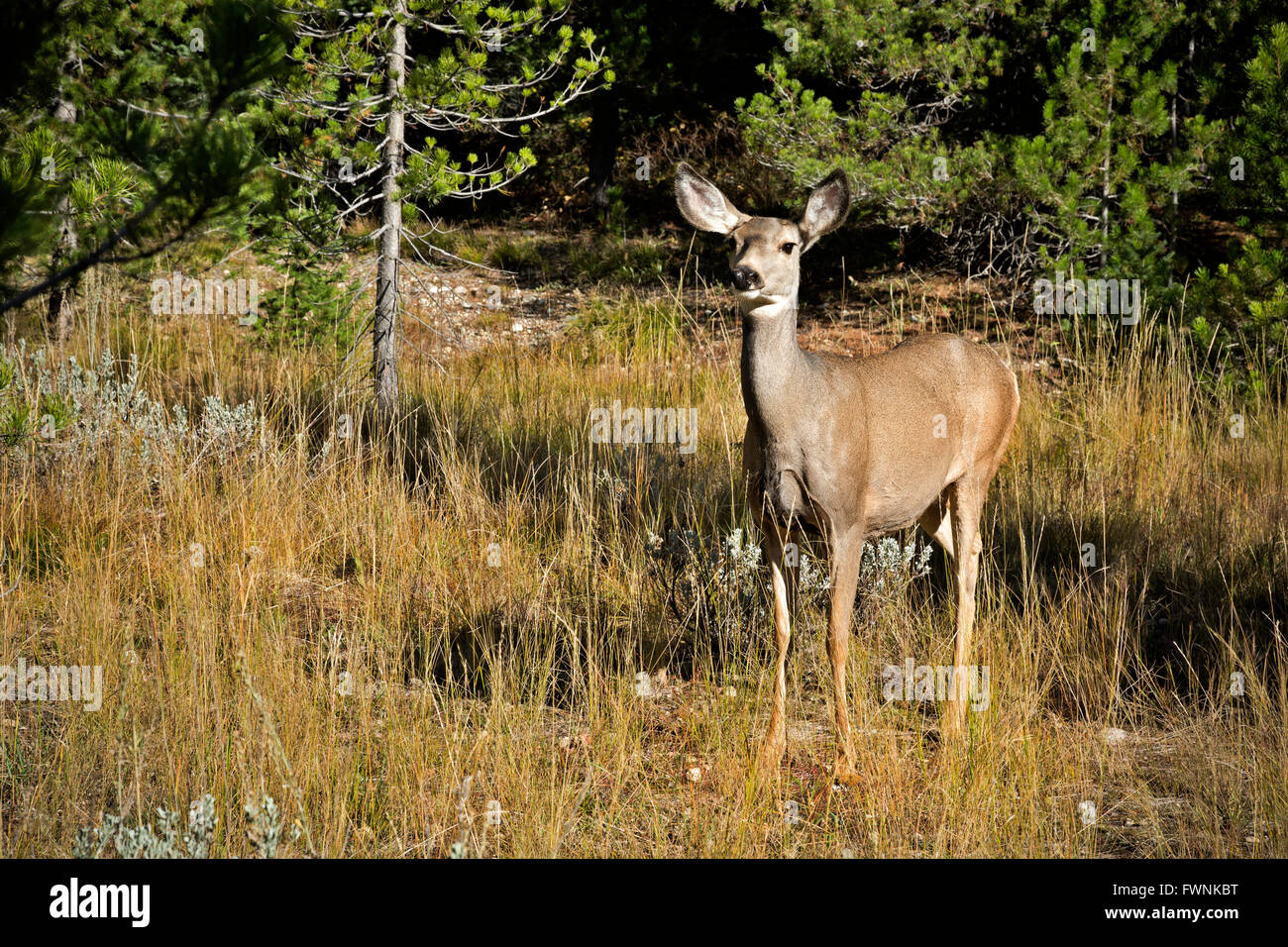 WY01453-00...WYOMING - une mule deer paissant dans une prairie près du lac de chaîne dans le Grand Teton National Park. Banque D'Images