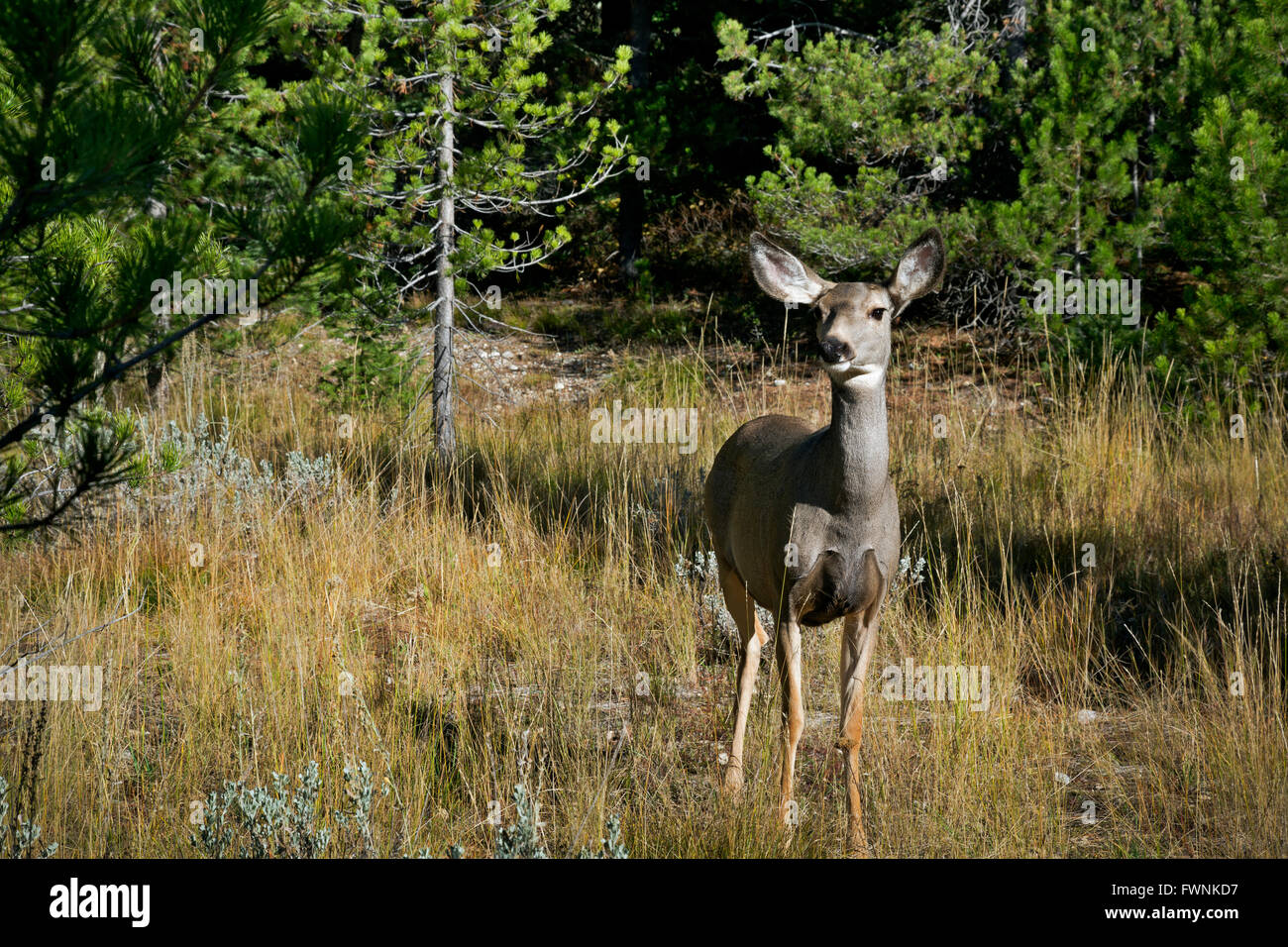 WY01454-00...WYOMING - une mule deer paissant dans une prairie près du lac de chaîne dans le Grand Teton National Park. Banque D'Images