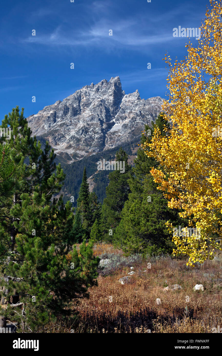 WYOMING - tremble dans la couleur de l'automne brillant et Teewinot Mountain de Jenny Lake Visitor Center à Grand Teton National Park. Banque D'Images
