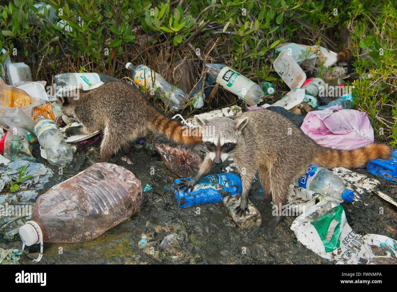 Le Raton laveur (Procyon pygmaeus) En danger critique d'extinction, l'île de Cozumel, au Mexique. Dans les déchets de nourriture Banque D'Images