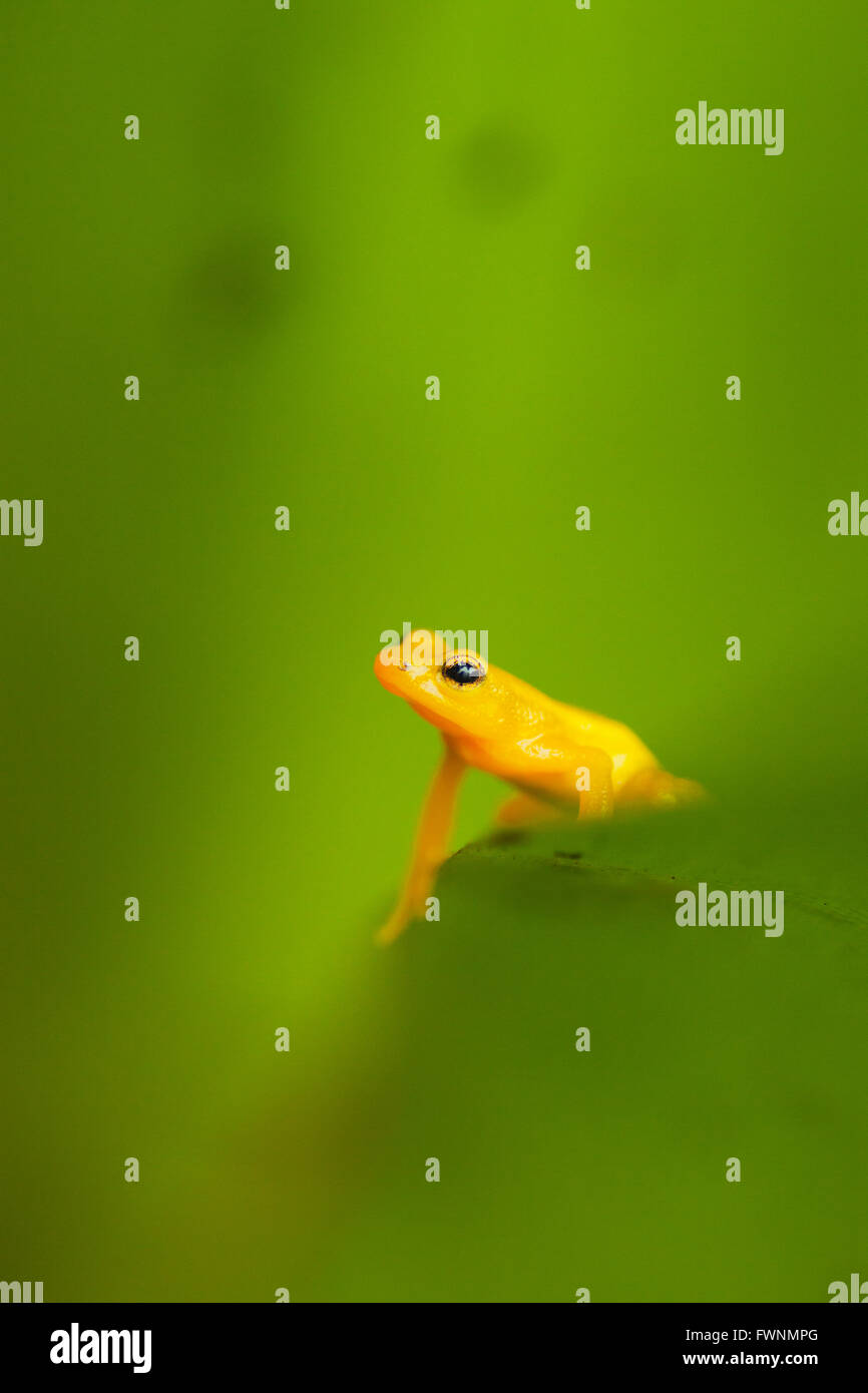 Fusée d'or ( Anomaloglossus beebei Grenouille), endémique à réservoir géant bromelia plantes. Kaieteur Falls, le parc national de Kaieteur, Guy Banque D'Images